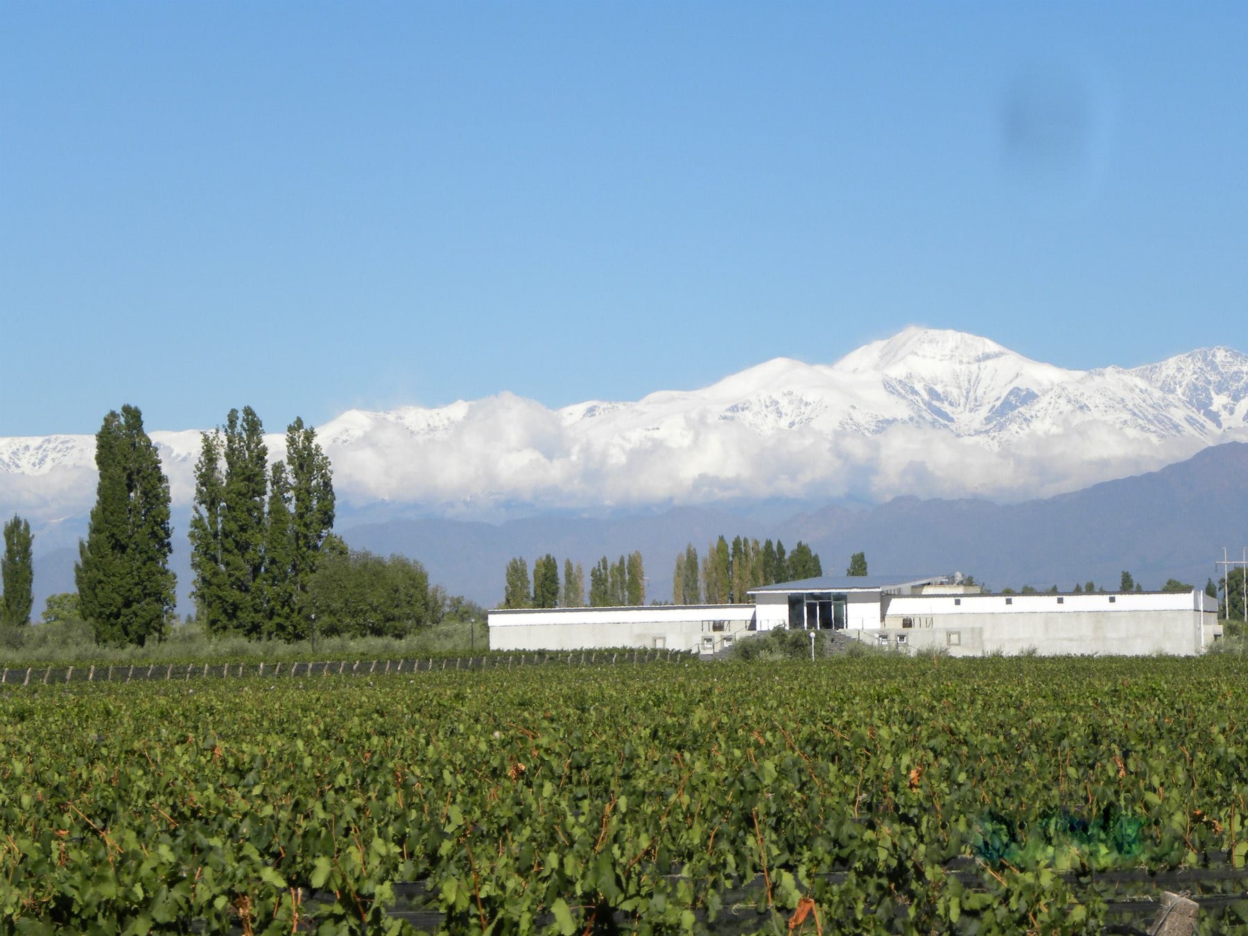 A 15 minutos de Mendoza, el pueblo que se transformó en destino completo: vino, gastronomía y mucho más