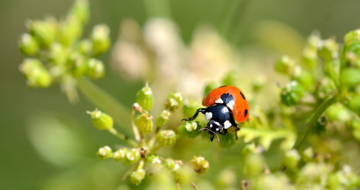 Con la huerta bajo amenaza: cómo armar un botiquín verde para defender el jardín sin química
