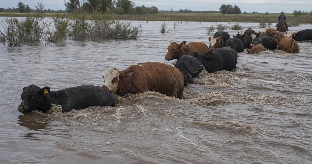 La vaca que se quedó sin isla: la crecida del Paraná sacude al consumo de carne