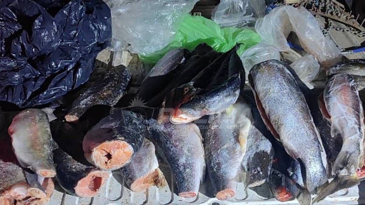 Pesca en la Patagonia: la ventana que se cierra antes de noviembre y el riesgo de quedarse en el baúl